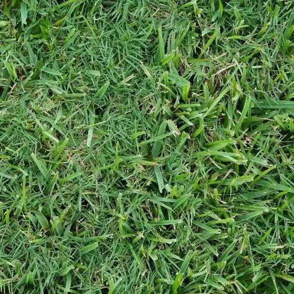 thumbnail for publication: Manejo de contaminaciones de pasto bermuda común [Cynodon dactylon (L.) Pers.] en céspedes de Florida